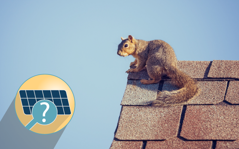 Do I need snow & critter guards for my solar panels?